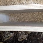 How to Dispose of Quail Waste