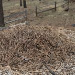 How to Dispose of Pine Needles