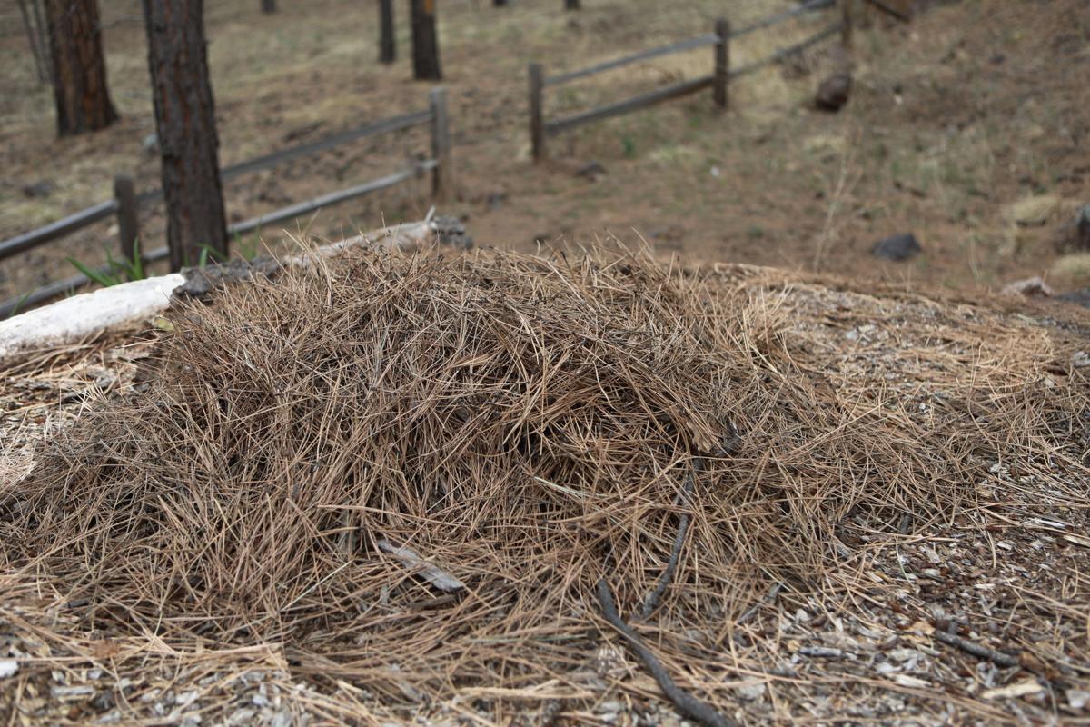 How to Dispose of Pine Needles