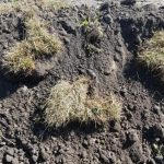 How to Dispose of Sod Properly