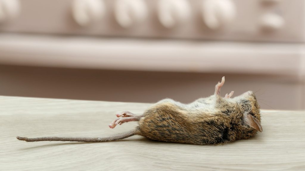 How to Dispose of a Dead Mouse Properly?