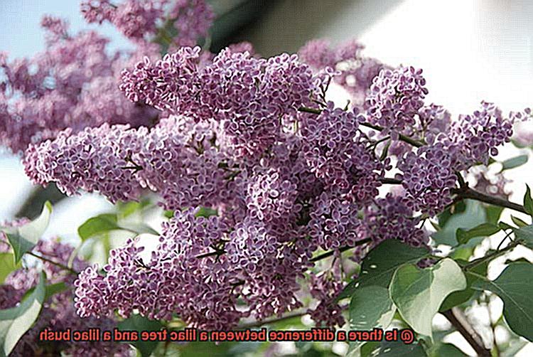 Is there a difference between a lilac tree and a lilac bush-3