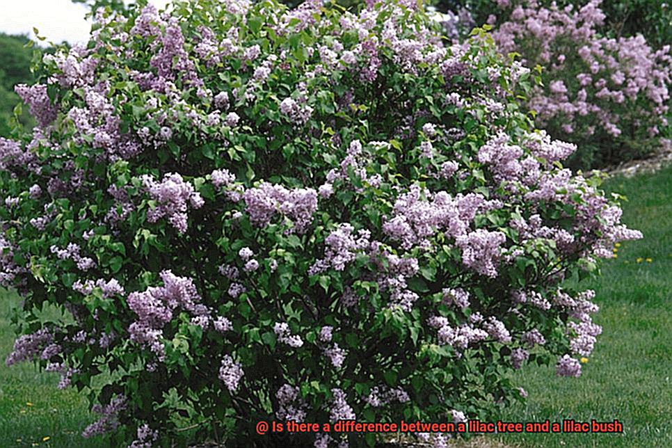 Is there a difference between a lilac tree and a lilac bush-2