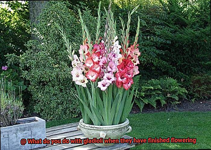 What do you do with gladioli when they have finished flowering-2