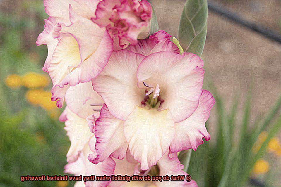 What do you do with gladioli when they have finished flowering-3